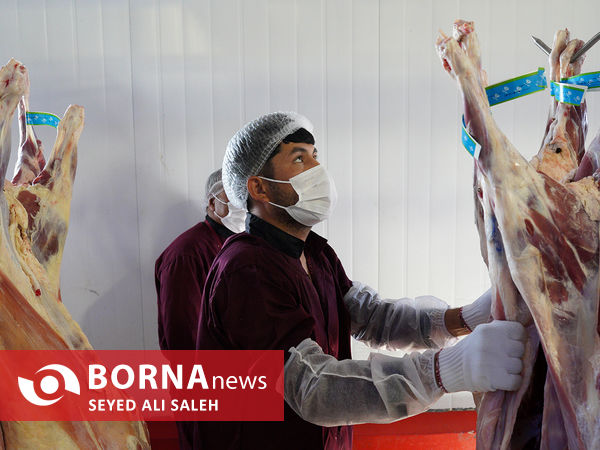 توزیع گوشت گرم وارداتی با نظارت وزارت جهاد