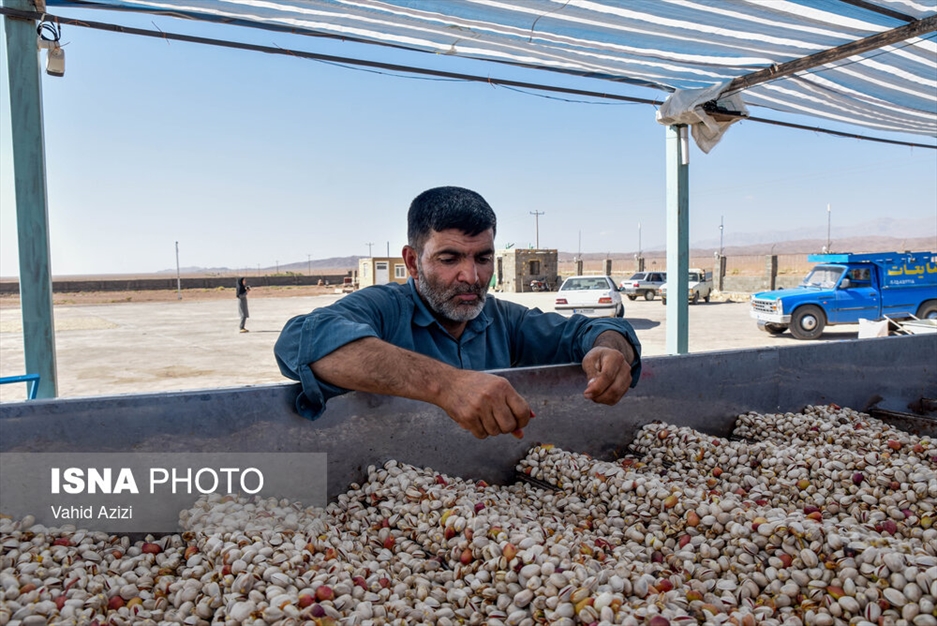 برداشت پسته از باغ‌های خراسان شمالی