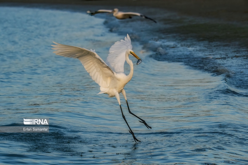 تالاب بین المللی آذینی