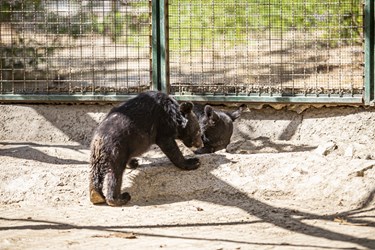 کلینیک بازپروری پارک پردیسان