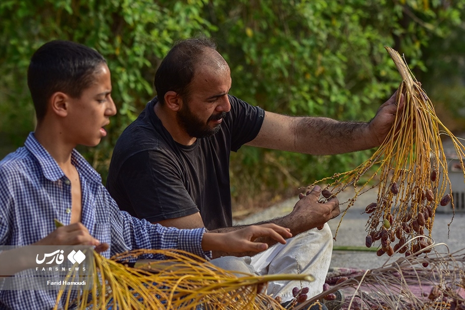 برداشت خرما از «نخلستان‌های آبادان»