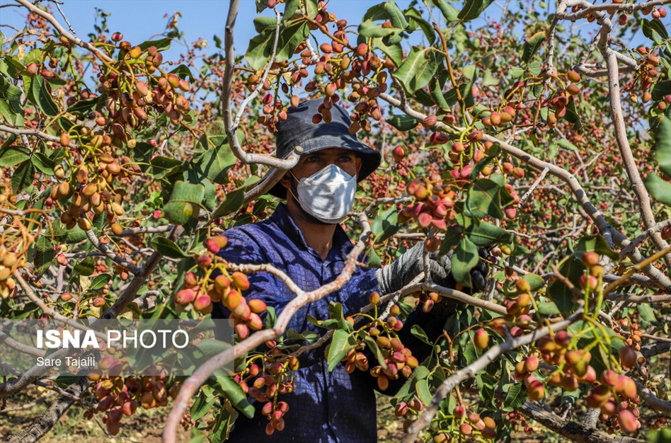 برداشت پسته از باغات زنگی آباد کرمان