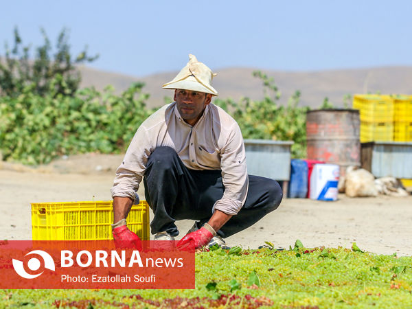 برداشت انگور در روستای آقداش