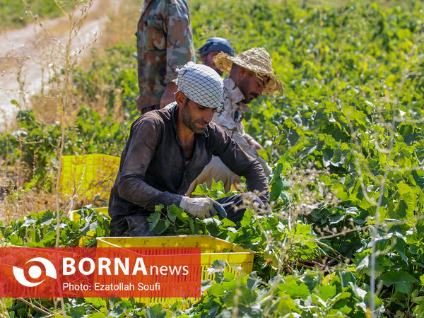 برداشت انگور در روستای آقداش