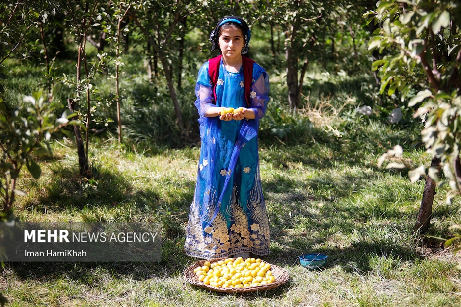 جشنواره برداشت آلو در روستای «حیدره قاضی خان»