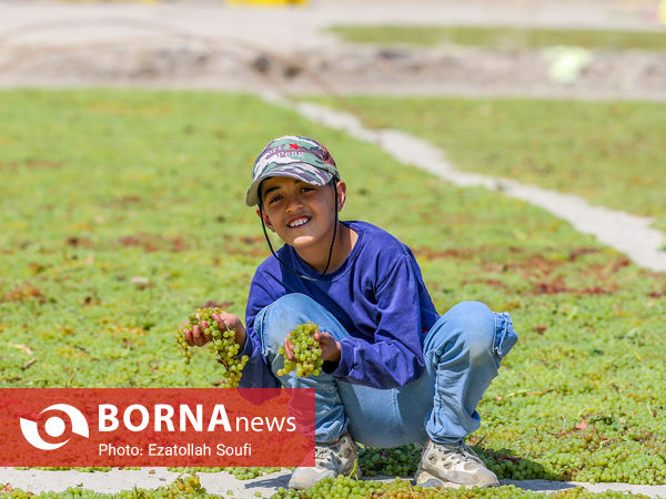 برداشت انگور در روستای آقداش