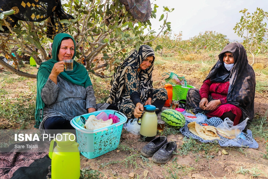 برداشت پسته از باغات زنگی آباد کرمان
