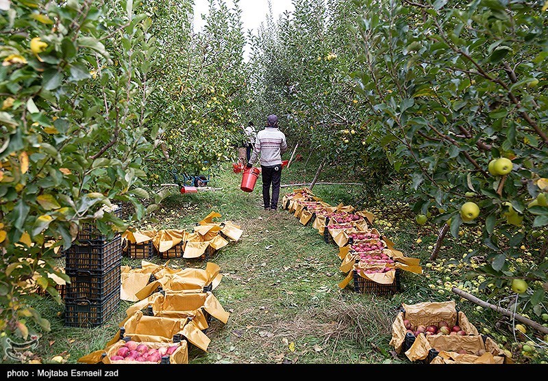 برداشت سیب از باغات ارومیه