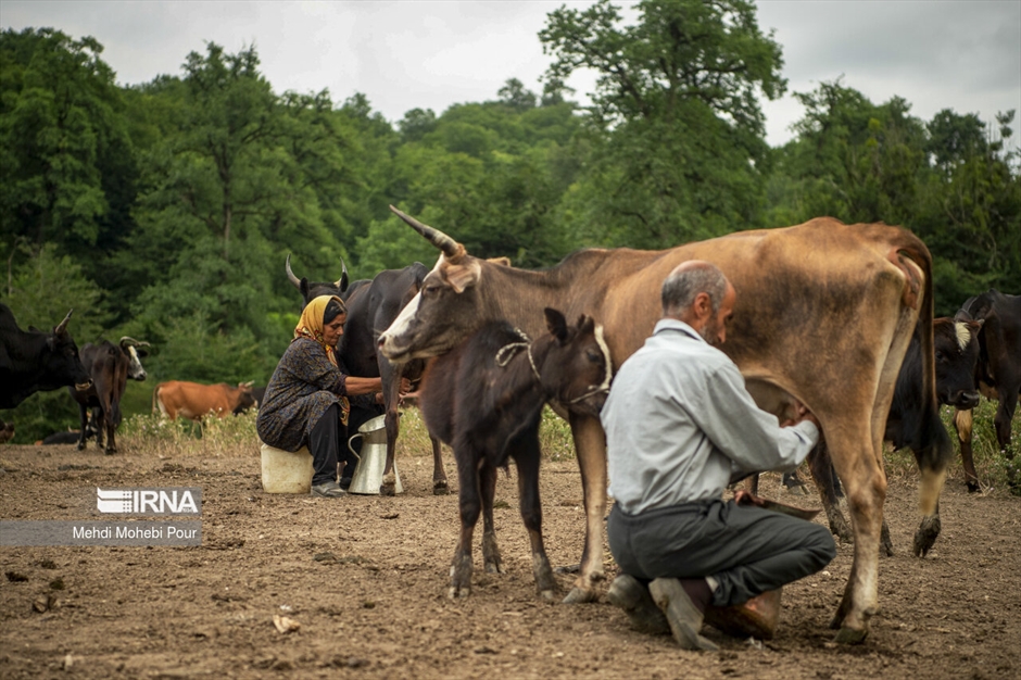 دامداری در روستاهای مازندران