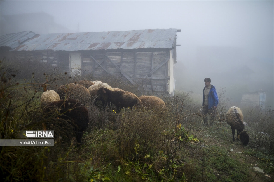 دامداری در روستاهای مازندران