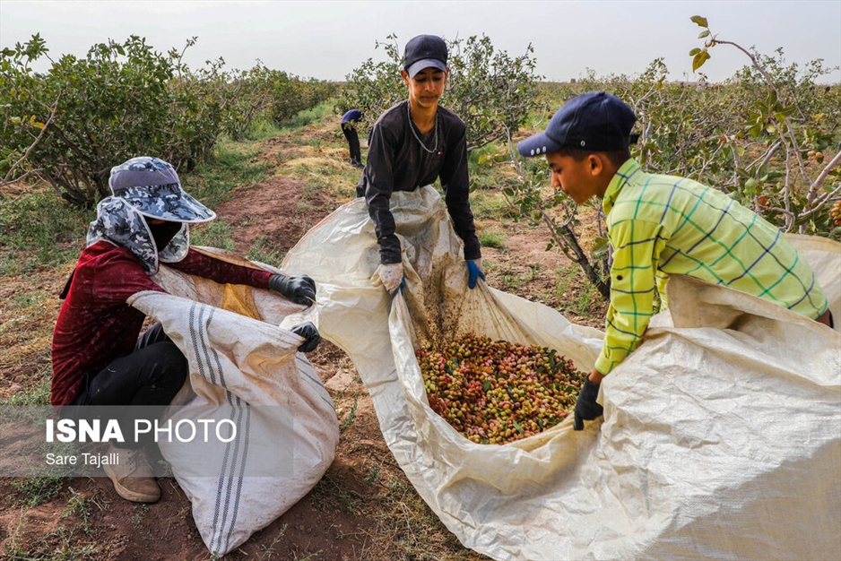 برداشت پسته از باغات زنگی آباد کرمان