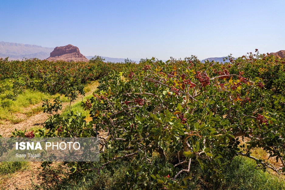 برداشت پسته از باغات زنگی آباد کرمان
