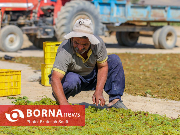 برداشت انگور در روستای آقداش