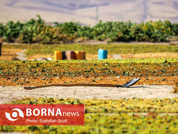 برداشت انگور در روستای آقداش