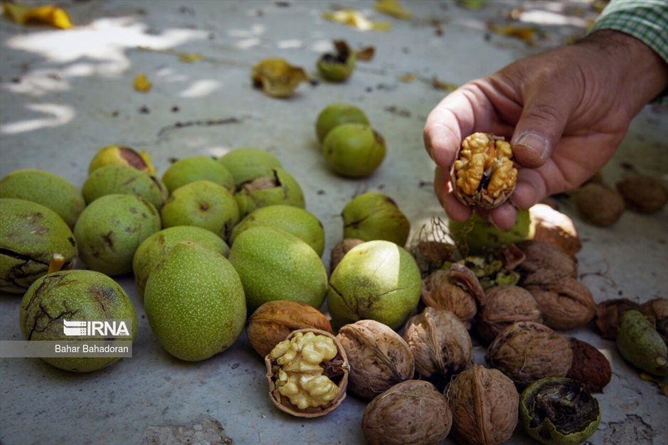 برداشت گردو در روستاهای کهگیلویه و بویراحمد