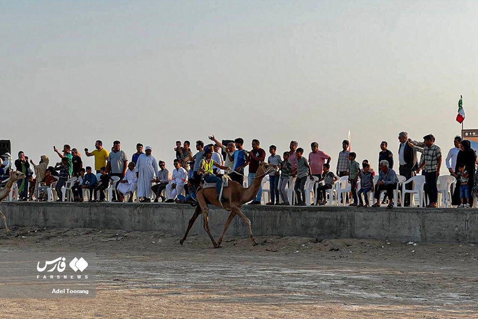 «مسابقه شترسواری» در روستای کورزین قشم