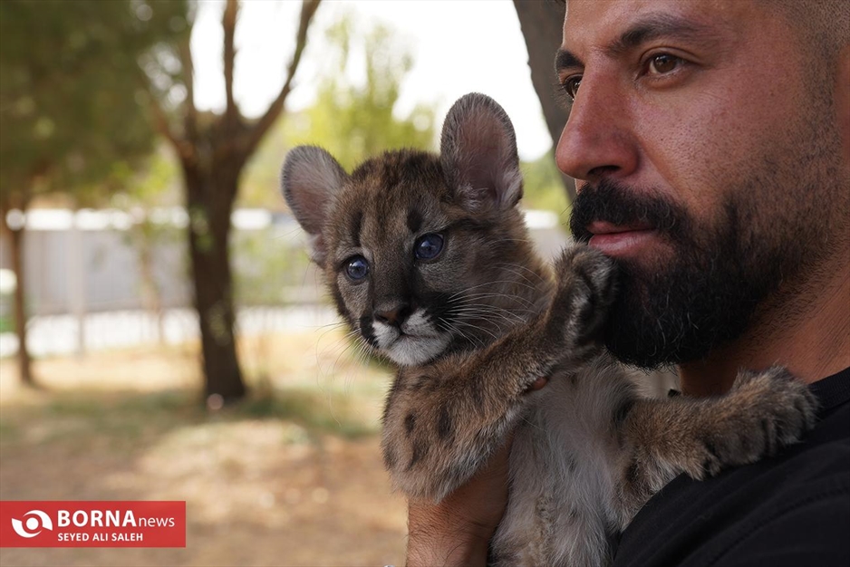 گربه سانان باغ وحش صفادشت