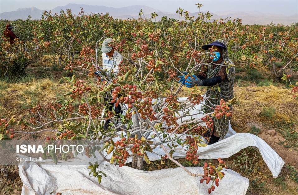 برداشت پسته از باغات زنگی آباد کرمان