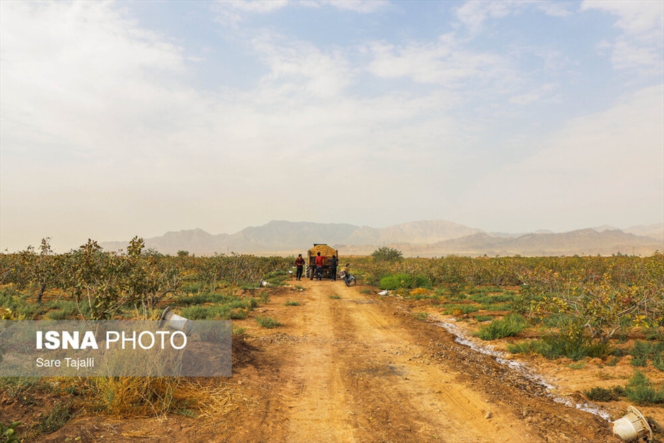 برداشت پسته از باغات زنگی آباد کرمان