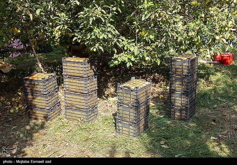 برداشت سیب از باغات ارومیه