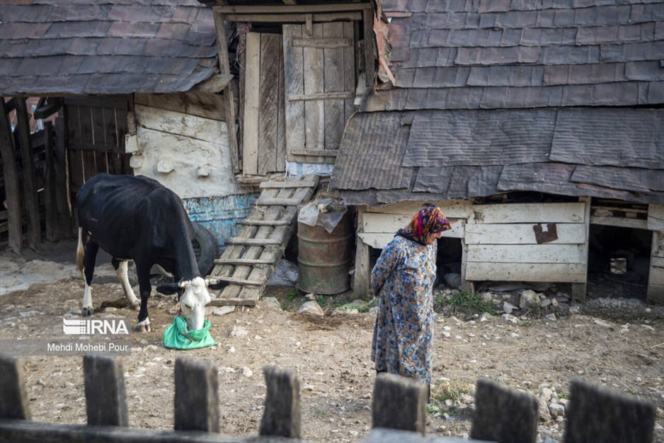دامداری در روستاهای مازندران