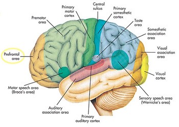 مناطق عملکردی نیمکره چپ قشر مغز.  ناحیه پیش‎پیشانی در جلوی قشر مغز 