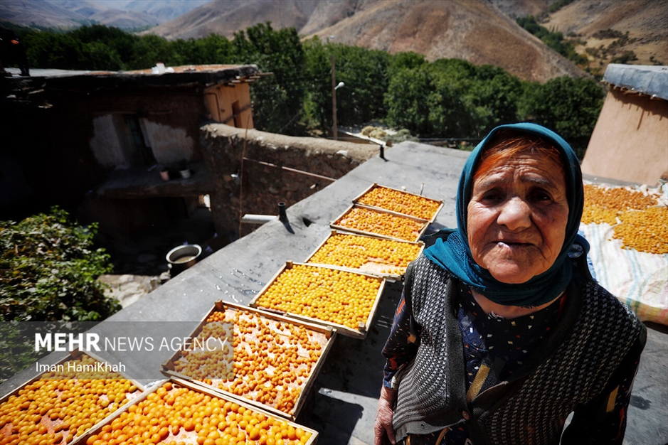 جشنواره برداشت آلو در روستای «حیدره قاضی خان»