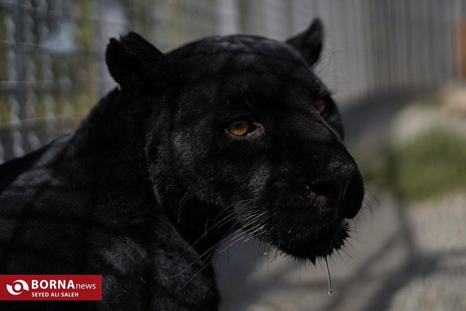 گربه سانان باغ وحش صفادشت