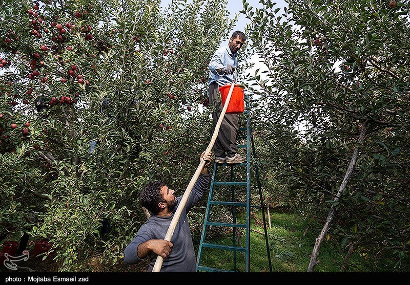 برداشت سیب از باغات ارومیه