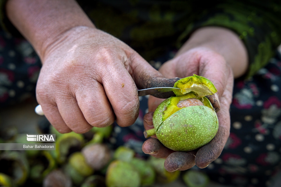 برداشت گردو در روستاهای کهگیلویه و بویراحمد