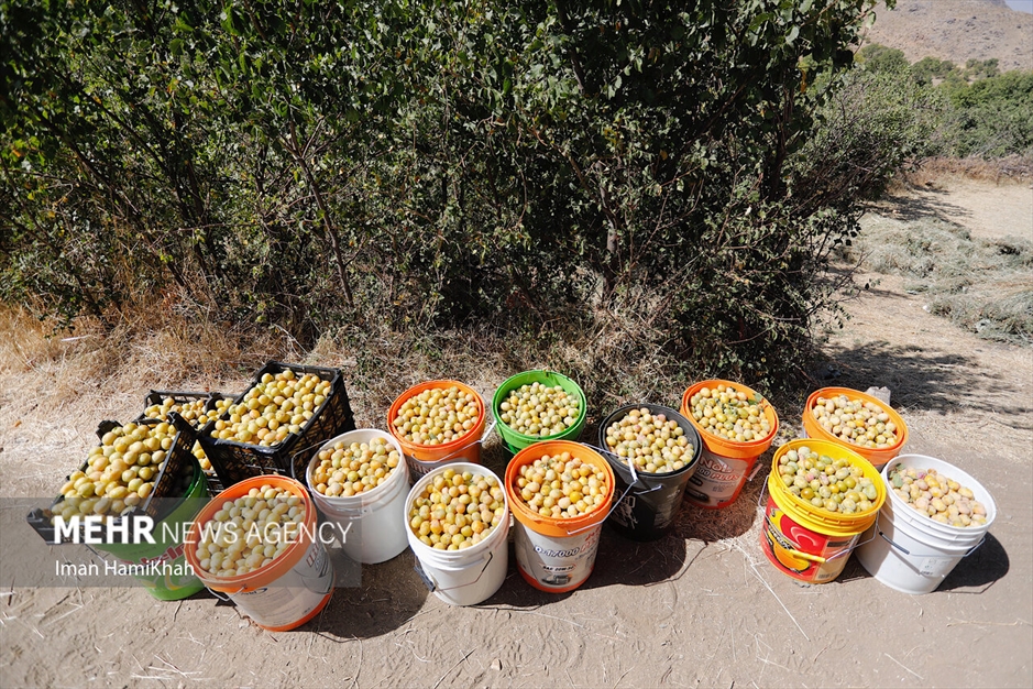 جشنواره برداشت آلو در روستای «حیدره قاضی خان»