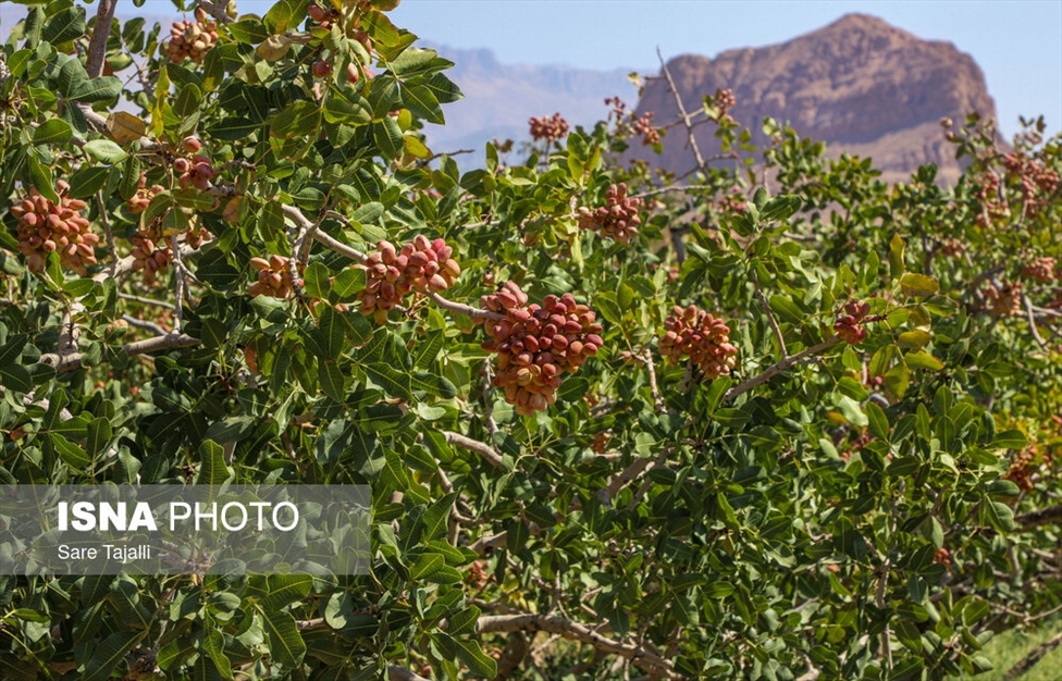 برداشت پسته از باغات زنگی آباد کرمان