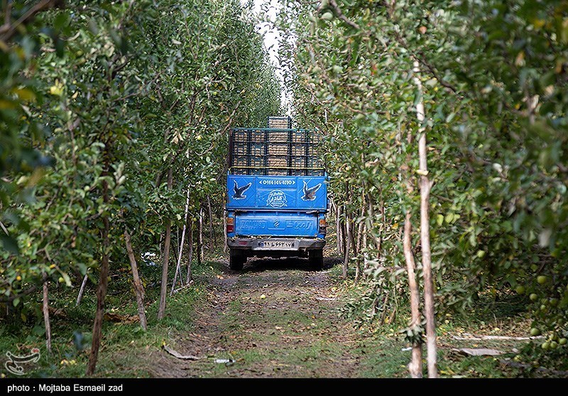 برداشت سیب از باغات ارومیه