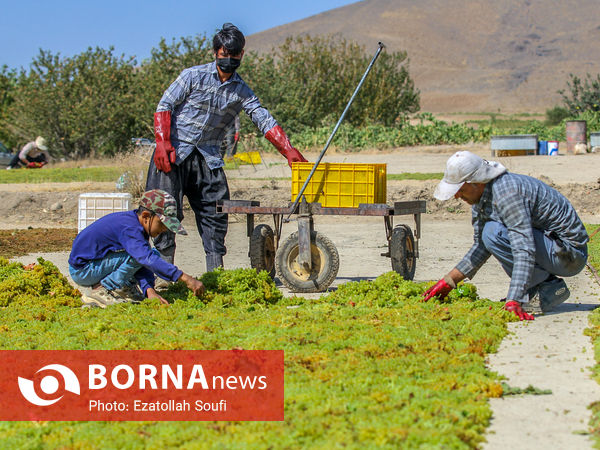 برداشت انگور در روستای آقداش