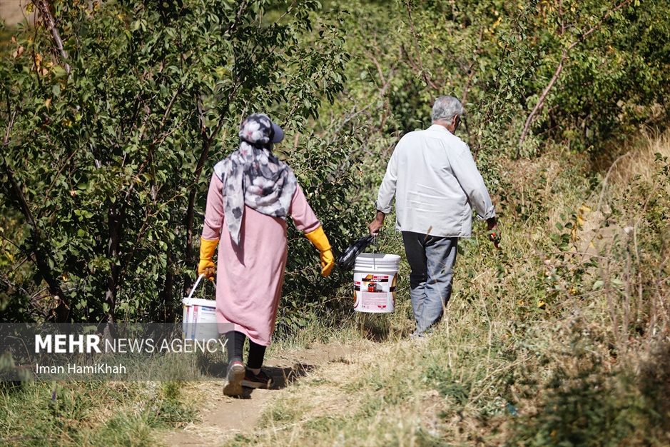 جشنواره برداشت آلو در روستای «حیدره قاضی خان»