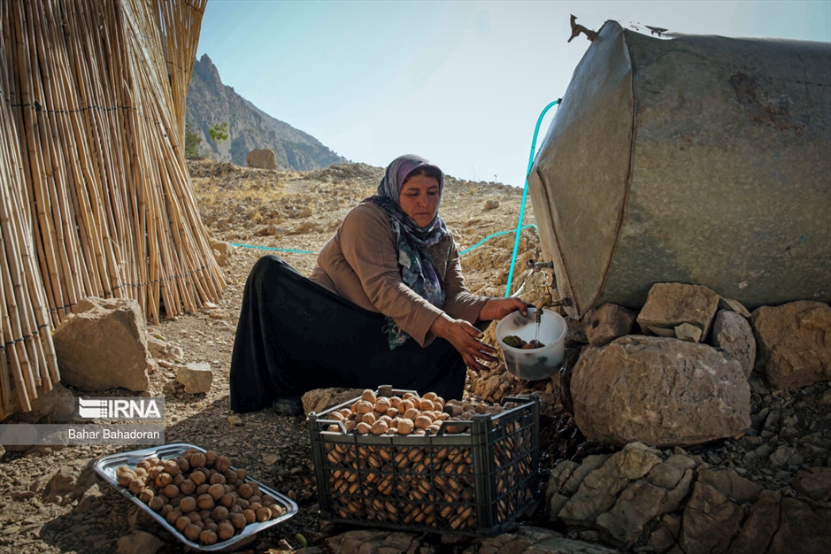 برداشت گردو در روستاهای کهگیلویه و بویراحمد