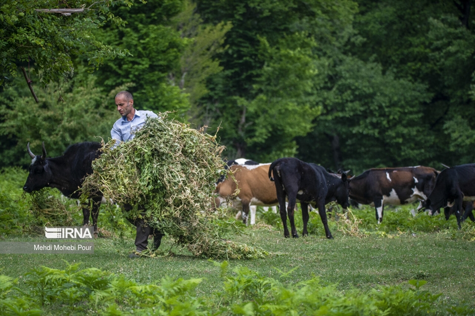 دامداری در روستاهای مازندران