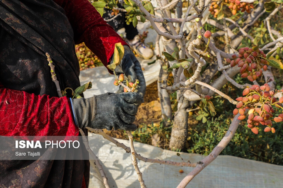 برداشت پسته از باغات زنگی آباد کرمان