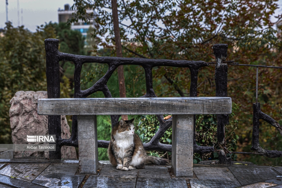 عصر بارانی تهران