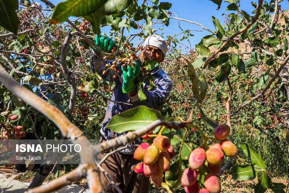 برداشت پسته از باغات زنگی آباد کرمان