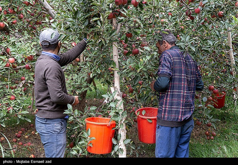 برداشت سیب از باغات ارومیه