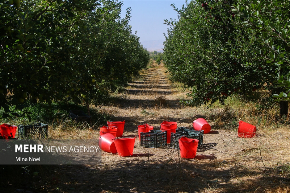 میانه قطب کشاورزی استان آذربایجان شرقی