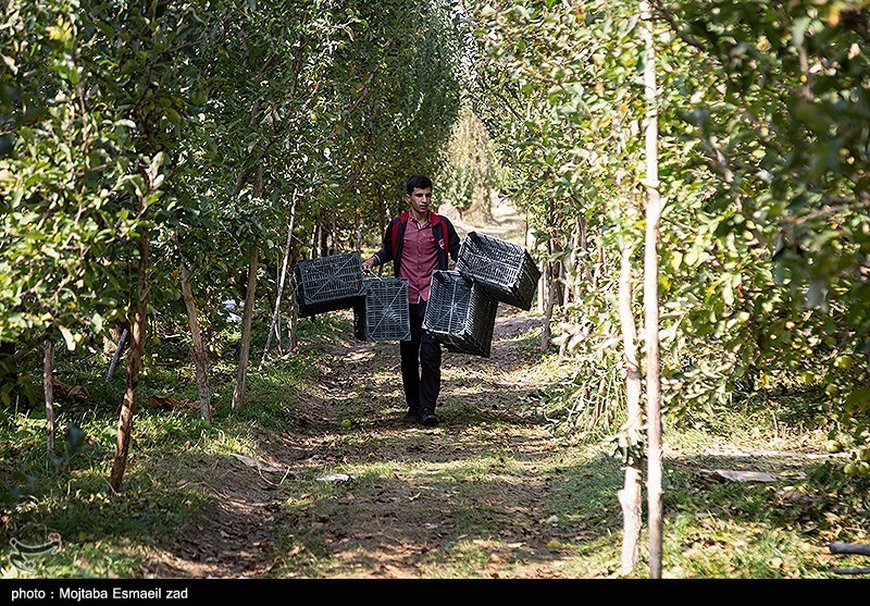 برداشت سیب از باغات ارومیه