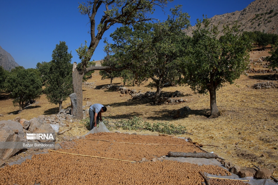 برداشت گردو در روستاهای کهگیلویه و بویراحمد