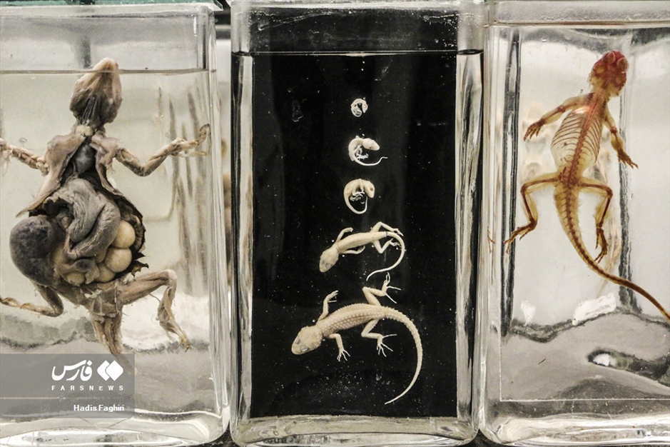 سفری بدون کوله به جهان طبیعت