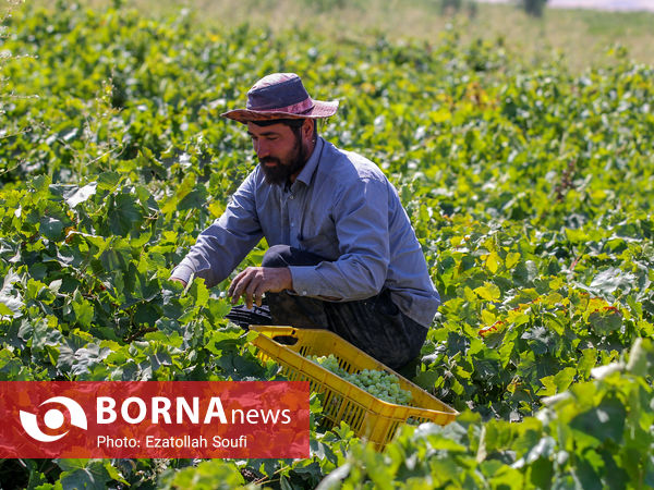 برداشت انگور در روستای آقداش