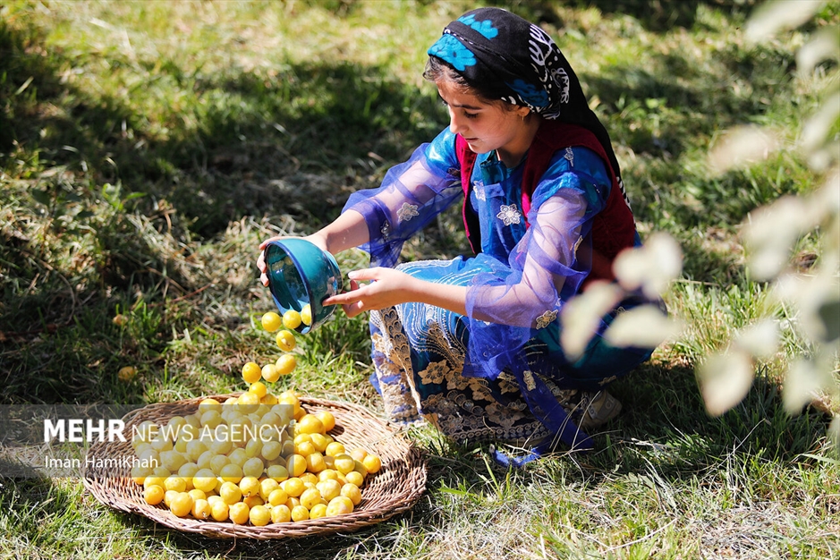 جشنواره برداشت آلو در روستای «حیدره قاضی خان»