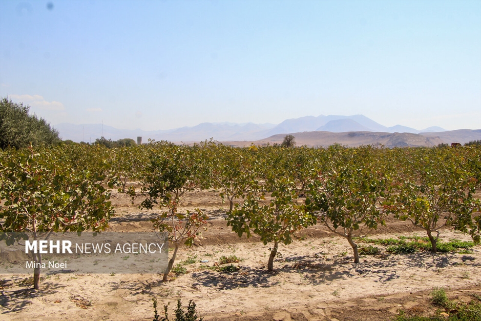 جشنواره پسته قشلاق