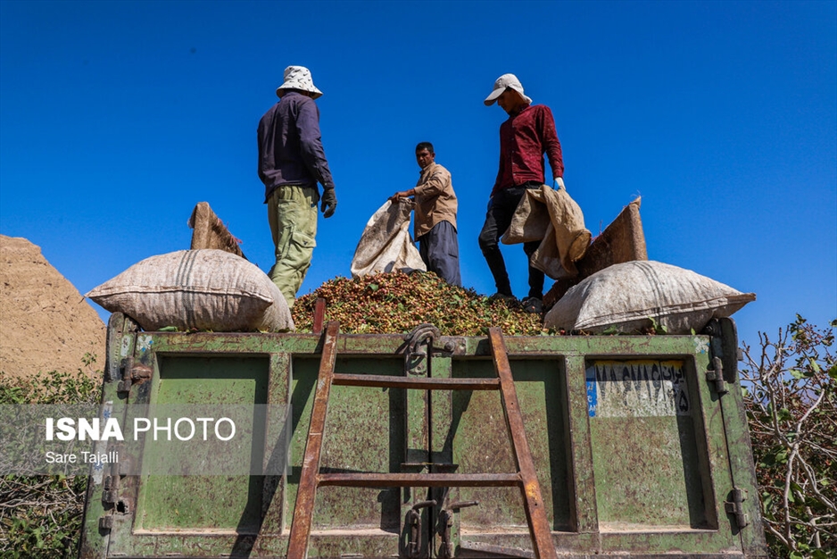 برداشت پسته از باغات زنگی آباد کرمان