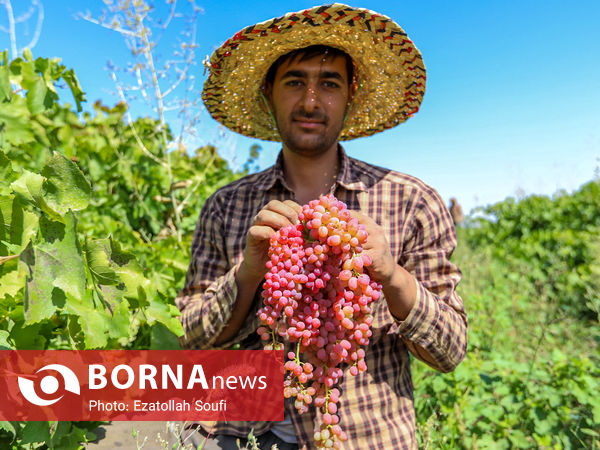 برداشت انگور در روستای آقداش